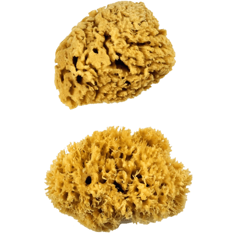 Prírodné morské špongie - vlnové špongie - sada XL - 2ks
